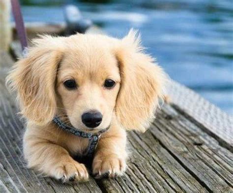 Ultimate Guide to Golden Weiner Dog - BuzzSharer.com