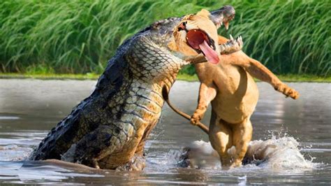 When Crocodiles Attack Lion Leopard Fight for survival - YouTube