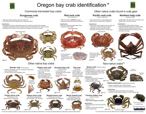 Crab Identification Chart