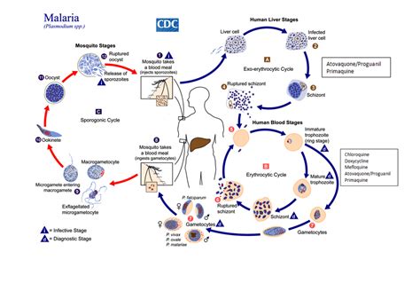 Diagram Of Malaria Life Cycle