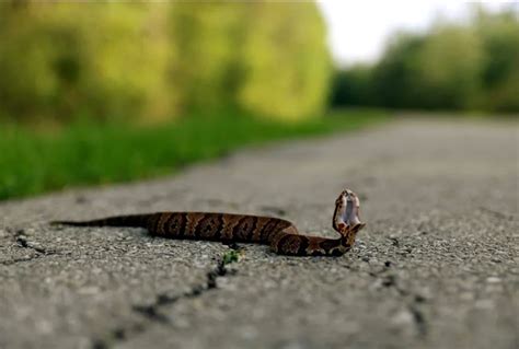 How to Identify a Baby Cottonmouth Snake (16 Helpful Photos)