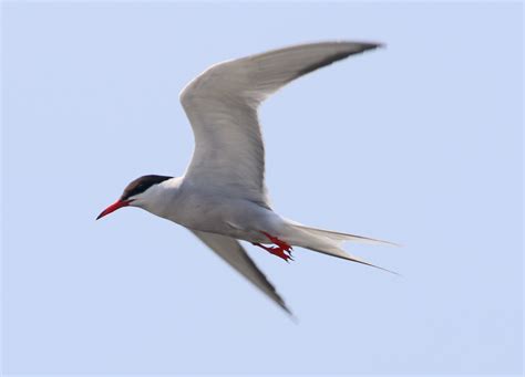 Tern identification: Common and Forster’s Terns » BirdQuiz.net