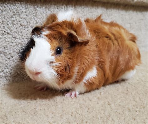 Male Abyssinian Guinea Pig available for adoption