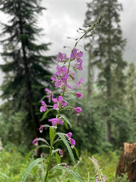 Photos of Snow Lake Trail - Washington | AllTrails