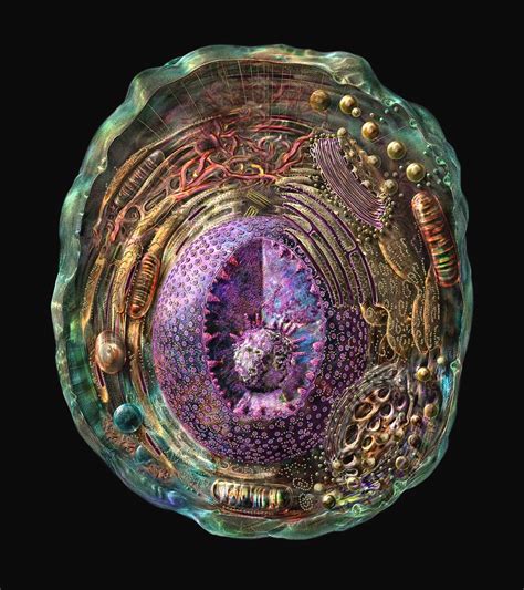 Animal Cell Photograph by Russell Kightley/science Photo Library ...