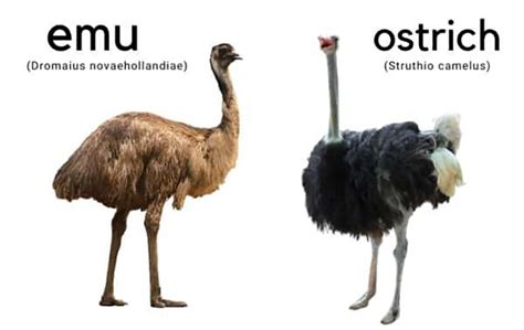 Emu Vs Ostrich Size