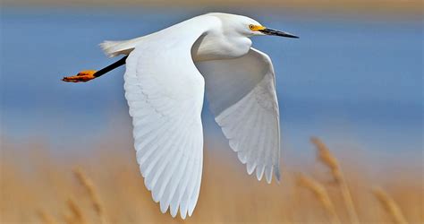 Snowy Egret Identification, All About Birds, Cornell Lab of Ornithology