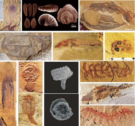 Lately found some significant fossils relevant to the Cambrian ...