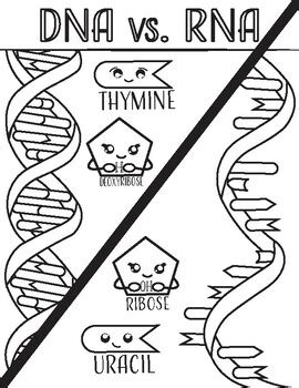 Dna Transcription Coloring Pages