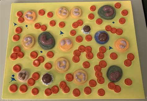 Blood Cells Diagram 2 Diagram | Quizlet