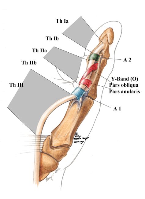 (PDF) Flexor tendon pulleys thumb anatomy zones Langer 2002