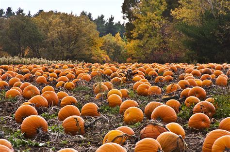 Fall Pumpkin Desktop Wallpaper Hd