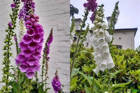 Top 33 Foxglove Types and Varieties for A Colorful Garden - GrowingVale