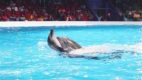 Best of Dubai Dolphin Show at Dubai Dolphinarium 2020 | Dubai ...