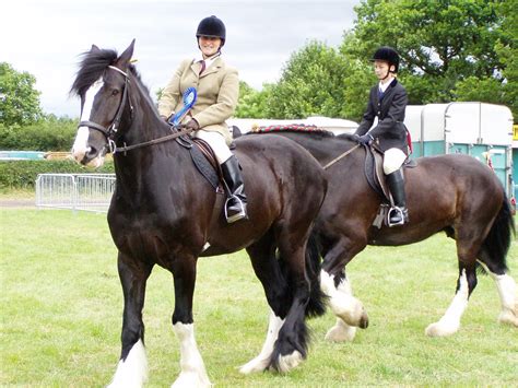 shire riding horse | Fiona Haig | Flickr