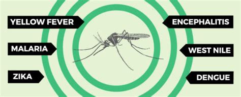 Blog | What Diseases Do Mosquitoes Carry