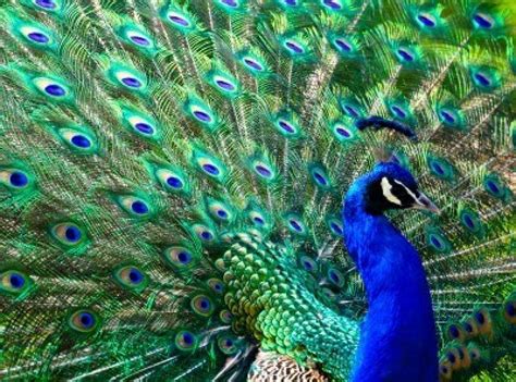 male peacock displaying his colorful feathers Stock Photo - 13590120 ...