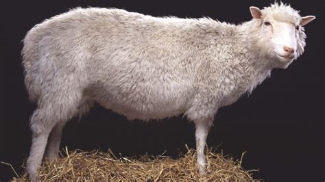 Dolly the Sheep: 26 Years Later, a Groundbreaking Scientific ...