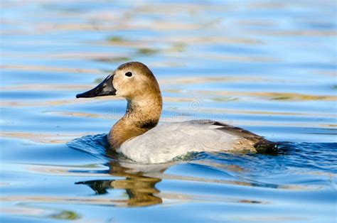 Female Canvasback, Aythya Valisineria Stock Image - Image of wildlife ...