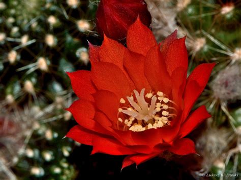 Red cactus flower | Red cactus, Cactus flower, Blooming cactus