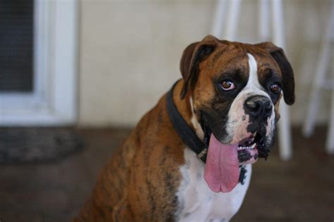 Boxer dog Colitis - Boxer Dog info and Health Tips