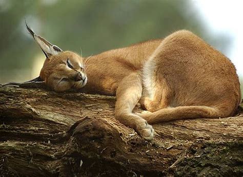 Caracal - desert lynx (Caracal caracal) | DinoAnimals.com