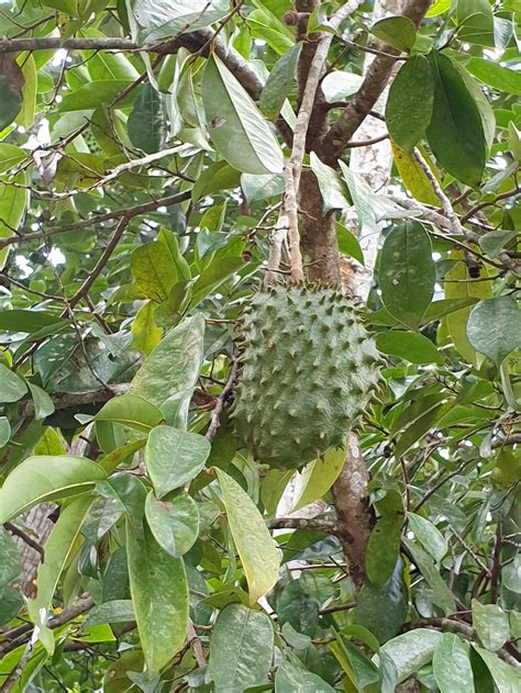 Annona muricata Soursop Giant Graviola Tropical Fruit Plant | Etsy