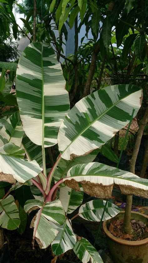 Musa Banana Florida Variegated Tissue Culture, musa florida plant, musa ...