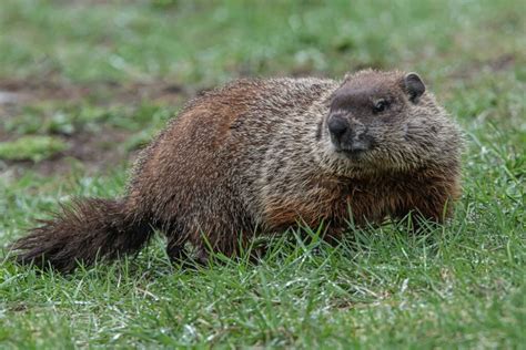 Would you trust a groundhog? | Canadian Geographic