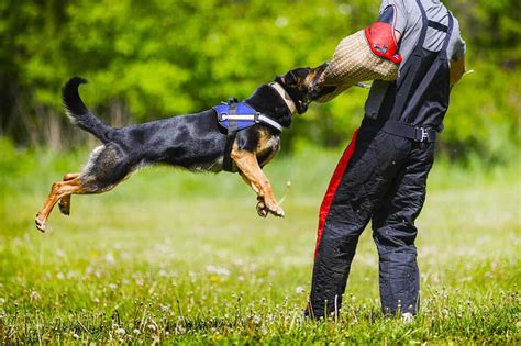 Working Dog Training • Toronto K9 Center - Puppies, Security, Guard Dogs