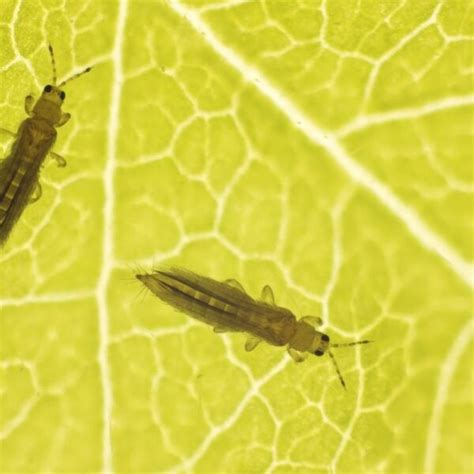 Garden Insect Pests Identification | Fasci Garden