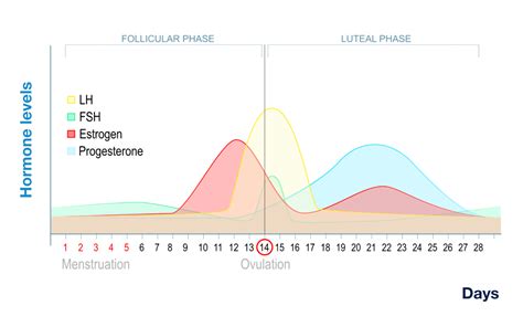 Ovulation Cycle Hormones