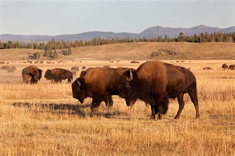 Buffalo Herd Stock Photos, Pictures & Royalty-Free Images - iStock