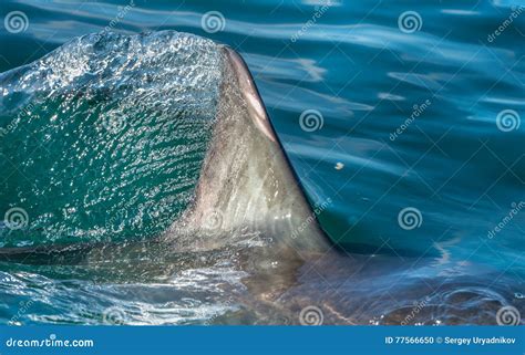 Shark Fin Stock Images - Download 3,082 Royalty Free Photos