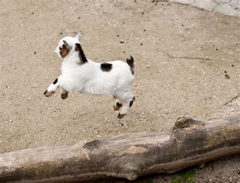 The 34 Cutest Baby Pygmy Goats On The Internet!