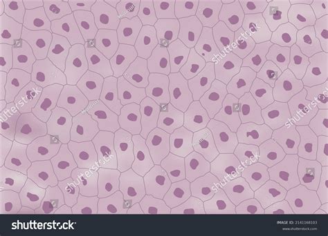 Human Skin Cells Under Microscope Magnified Stock Vector (Royalty Free ...