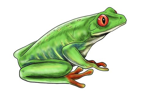 Realistic Frog Drawing