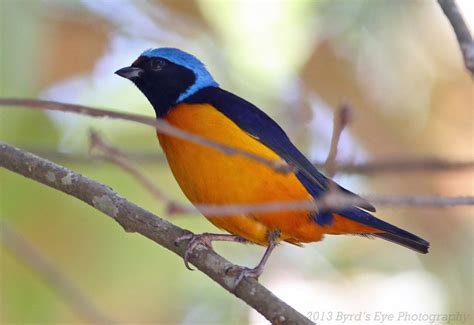 Elegant Euphonia - BirdForum Opus | BirdForum