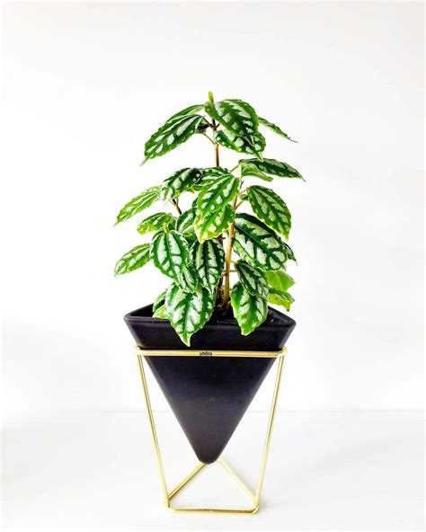 Aluminum Plant Care and Growing Guide | Plantcarefully