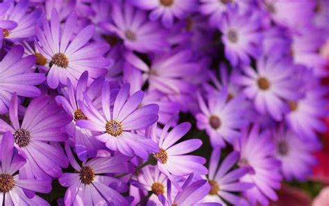 Purple Flowers Wallpapers - Wallpaper Cave