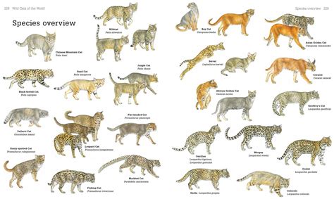 Secrets of the World’s 38 Species of Wild Cats – National Geographic ...