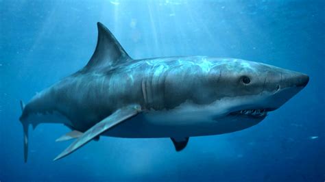 LIFE UNDER THE SEA: MEGALODON SHARK