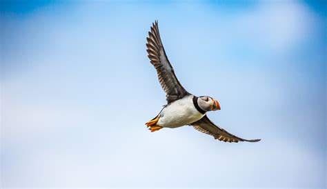 How to see the puffin bird in Iceland? - KuKu Campers