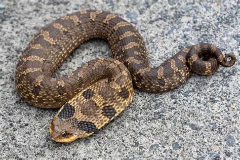 Eastern Hognose Snake in May 2022 by evangrimes. Coastal Massachusetts ...