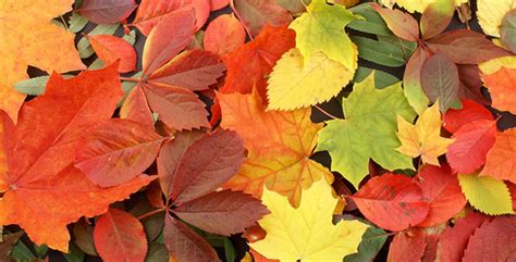 10 of the Best Trees and Shrubs for Beautiful Fall Color