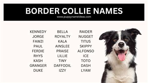 465+ Border Collie Names (With Meanings)