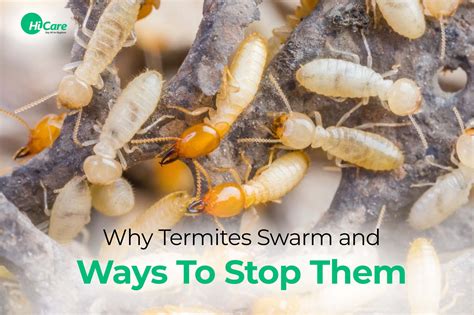 Top 6 Effective Ways to Prevent Termite Swarm | HiCare