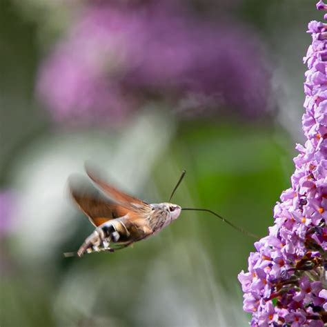 Exploring The Fascinating World Of Sphinx And Hawk Moths ...