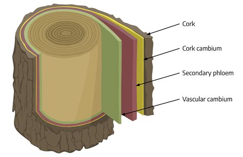 Cork Cambium