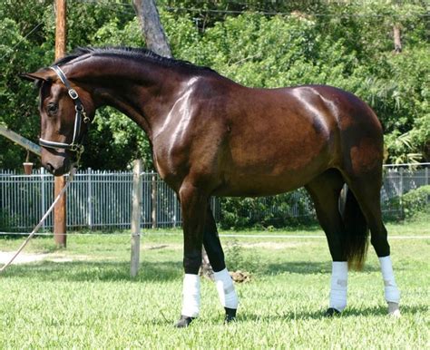 Hanoverian Horse Info, Origin, History, Pictures